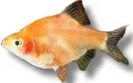 Näsets Ciklidhobby Tiger Barb Hongkong barb 2,5–3 cm stim