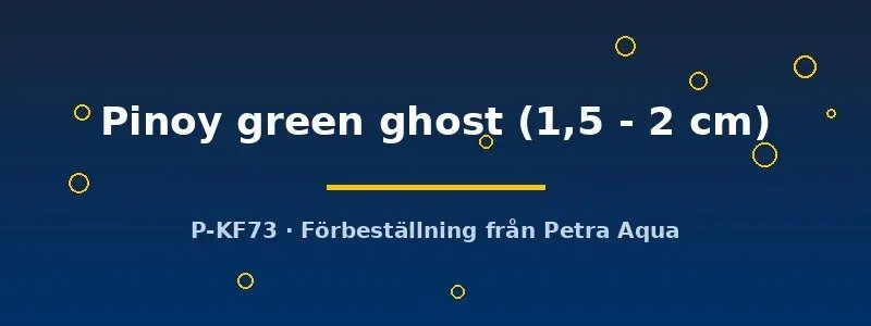 Näsets Ciklidhobby Pterophyllum scalare skalar 1,5–2 cm Pinoy green ghost