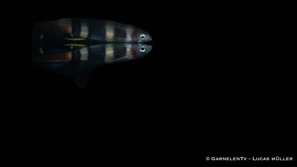 Garnelen TV Ringelhechtling Epiplatys annulatus killifisk