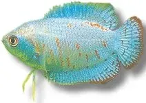 Näsets Ciklidhobby Colisa lalia cobalt dwarf gurami 4–5,5 cm