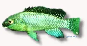 Näsets Ciklidhobby Alcolapia alcalicus XL ciklid akvariefisk