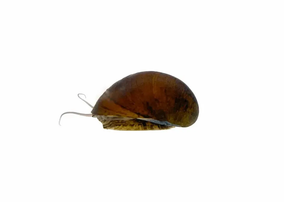 Näsets Ciklidhobby Neritina black helmet 1-2 cm snäcka