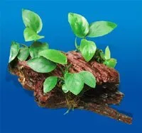 Näsets Ciklidhobby Root+3 Anubias akvarieväxt tålig