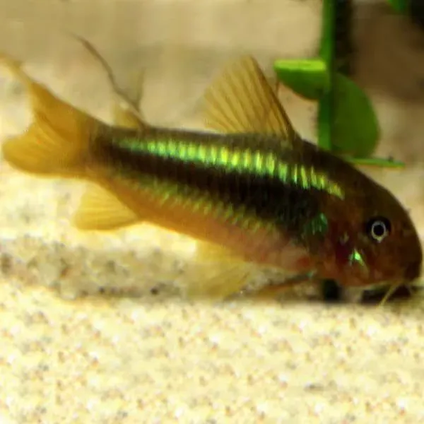 Näsets Corydoras green laser pansarmal