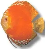 Näsets Ciklidhobby Discus Red Marlboro diskus 8-10 cm