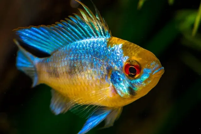 Näsets Ciklidhobby Pap ramirezi super blue fjärilsciklid parbildande