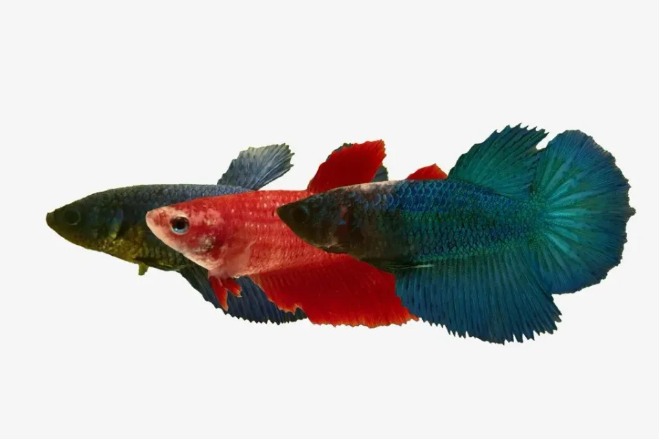 Näsets Ciklidhobby Betta Halfmoon hona kampfisk XL mix