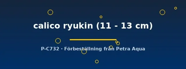 Näsets Ciklidhobby Carassius auratus calico ryukin guldfisk 11cm