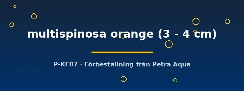 Herotilapia multispinosa orange ciklid 3–4 cm fredlig