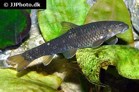 Garra Rufa doktorfisk 3–4 cm liten
