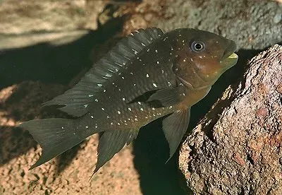 Näsets Ciklidhobby Petrochromis trewavasae ciklid 4-5 cm