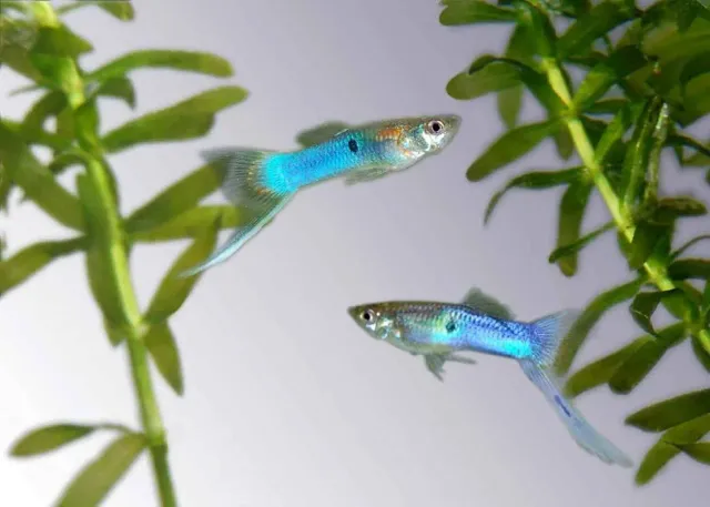 Näsets Ciklidhobby Endlers Guppy Skyblue akvariefisk fredlig