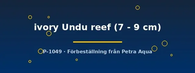 Haplochromis ivory Undu reef ciklid 7–9 cm vit