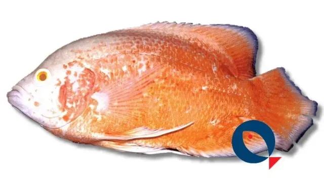 Näsets Ciklidhobby Astronotus albino red 7–9 cm stor ciklid