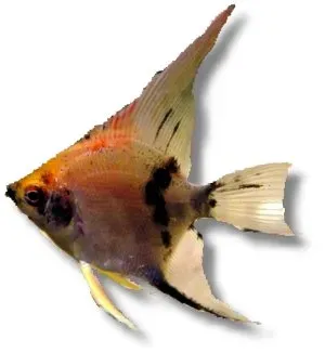 Näsets Ciklidhobby Koi Angelfish skalar XL 6-7 cm