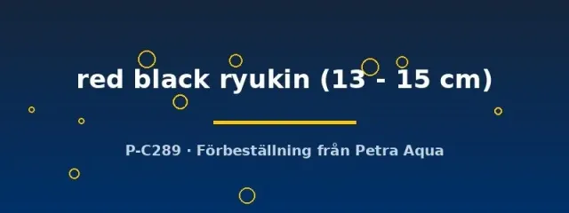 Näsets Ciklidhobby Ryukin guldfisk 13–15 cm röd-svart
