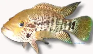 Näsets Ciklidhobby Motaguense Cichlasoma motaguense ciklid XL stor