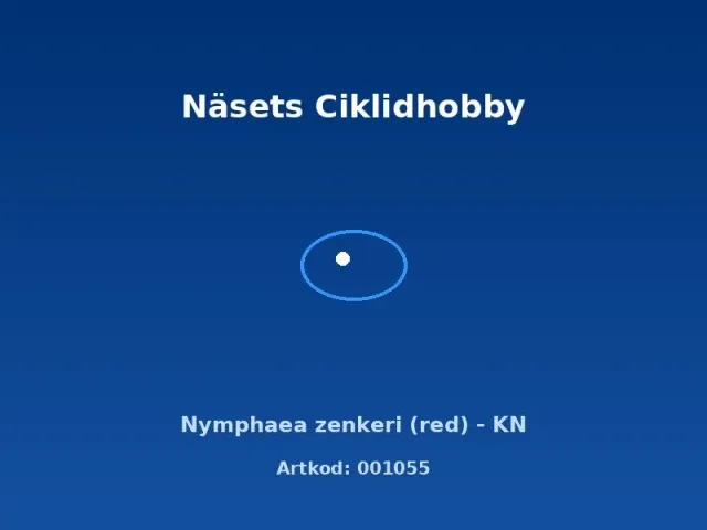 Näsets Ciklidhobby Nymphaea zenkeri red akvarieväxt KN