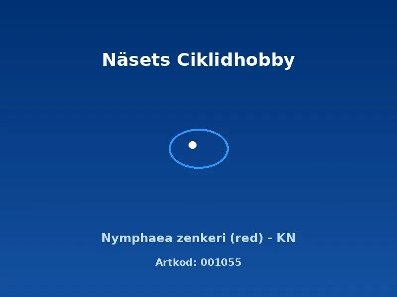 Näsets Ciklidhobby Nymphaea zenkeri red akvarieväxt KN