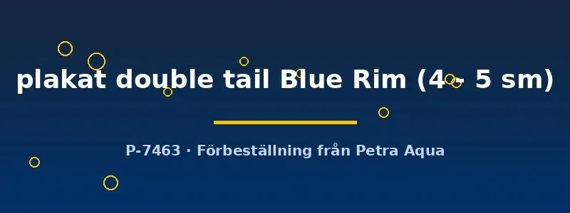 Betta Plakat Double Tail kampfisk hane 4–5 cm Blue Rim