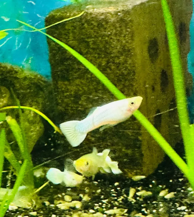 Näsets Ciklidhobby Guppy snow white akvariefisk vit odlad