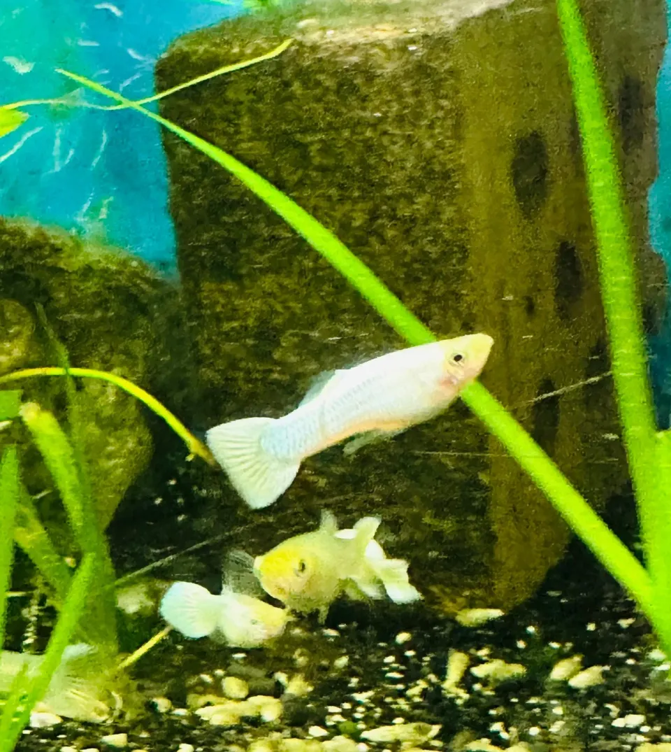 Näsets Ciklidhobby Guppy snow white akvariefisk vit odlad