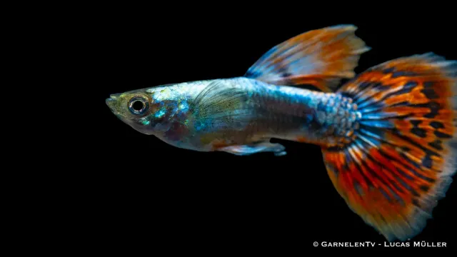 Garnelen TV Guppy Dumbo Ear Red Dragon hane akvariefisk