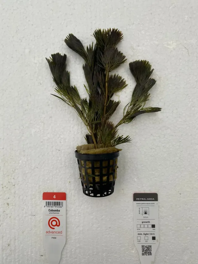 Näsets Ciklidhobby Cabomba piauhyensis akvarieväxt Advanced 4