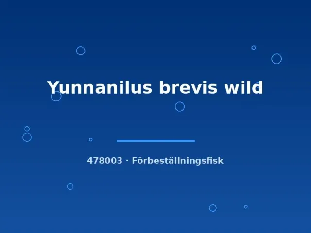 Näsets Ciklidhobby Yunnanilus brevis wild bottenfisk 3–5 cm