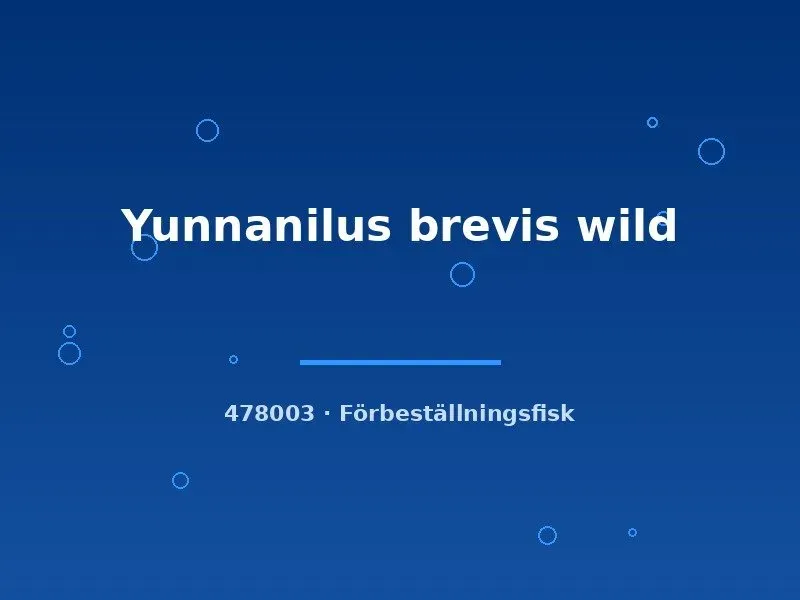 Näsets Ciklidhobby Yunnanilus brevis wild bottenfisk 3–5 cm