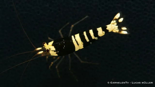 Garnelen TV Black Bee akvarieräka Caridina svartvit