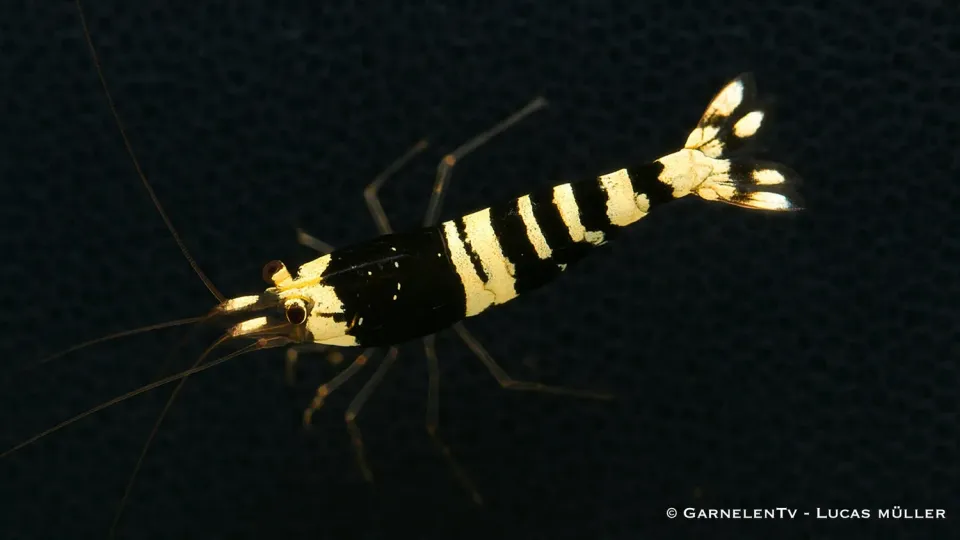 Garnelen TV Black Bee akvarieräka Caridina svartvit