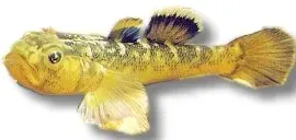 Näsets Ciklidhobby Desert Goby Gold akvariefisk 4–5 cm bottenlevande