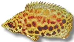 Näsets Ciklidhobby Ctenopoma acutirostre klätterfisk 5-6 cm