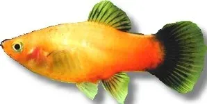 Näsets Ciklidhobby Xiphophorus maculatus platy 2,5–3 cm tricolour