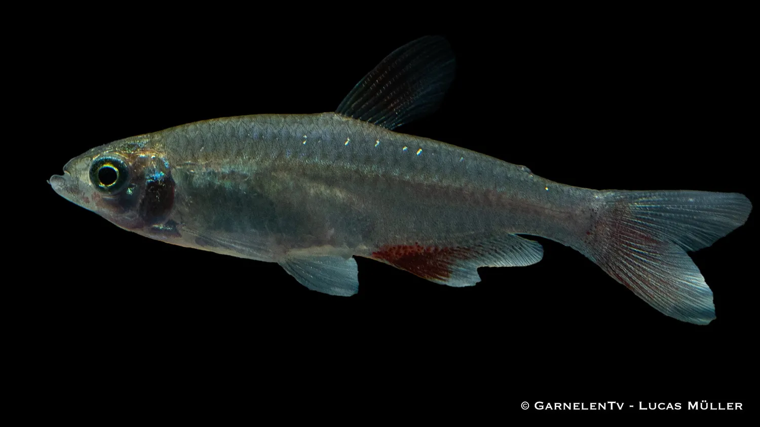 Garnelen TV Rödfensalmler Aphyocharax anisitsi stimfisk