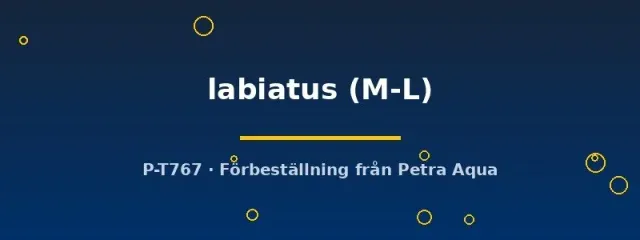 Näsets Ciklidhobby Pachytriton labiatus salamander M–L