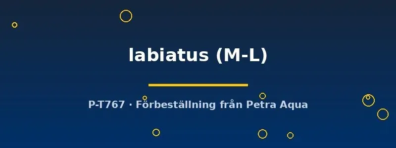 Näsets Ciklidhobby Pachytriton labiatus salamander M–L