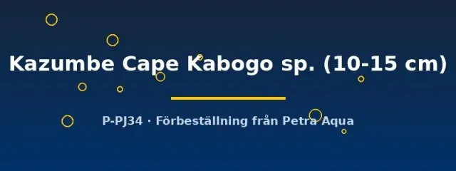 Petrochromis Kazumbe Kabogo ciklid 10-15 cm