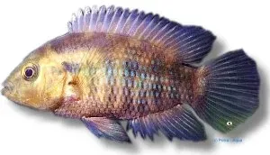 Näsets Ciklidhobby Gulf's White Convict Fish ciklid 7-9 cm robust