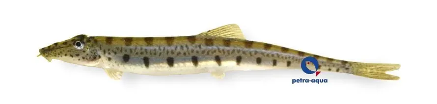 Näsets Ciklidhobby Horseface Loach 10-12 cm bottenfisk