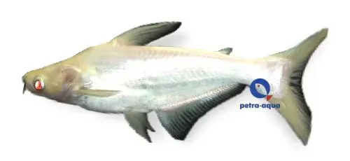 Näsets Ciklidhobby Sutchi Catfish akvariefisk albino 6,5–8 cm