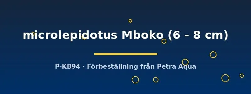 Näsets Ciklidhobby Cyprichromis microlepidotus Mboko akvariefisk 6–8 cm