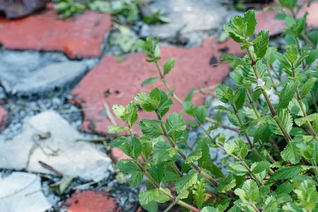 Näsets Ciklidhobby Hygrophila difformis TA akvarieväxt snabbväxande