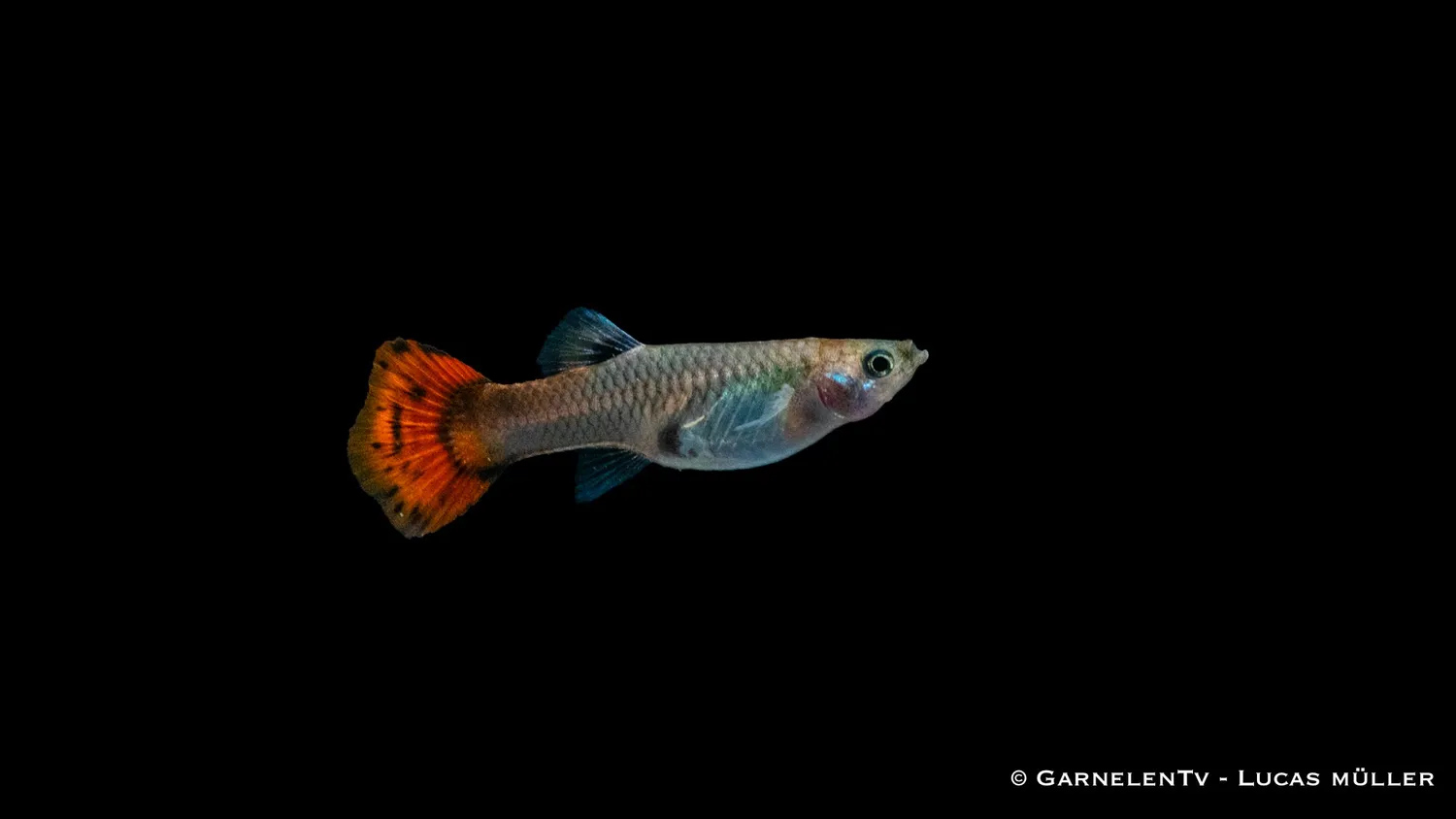 Garnelen TV Guppy Pink akvariefisk hona