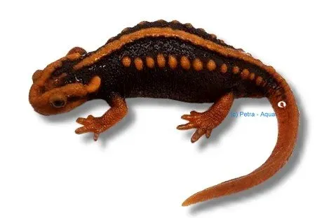 Tylototriton verrucosus orange salamander för paludarium