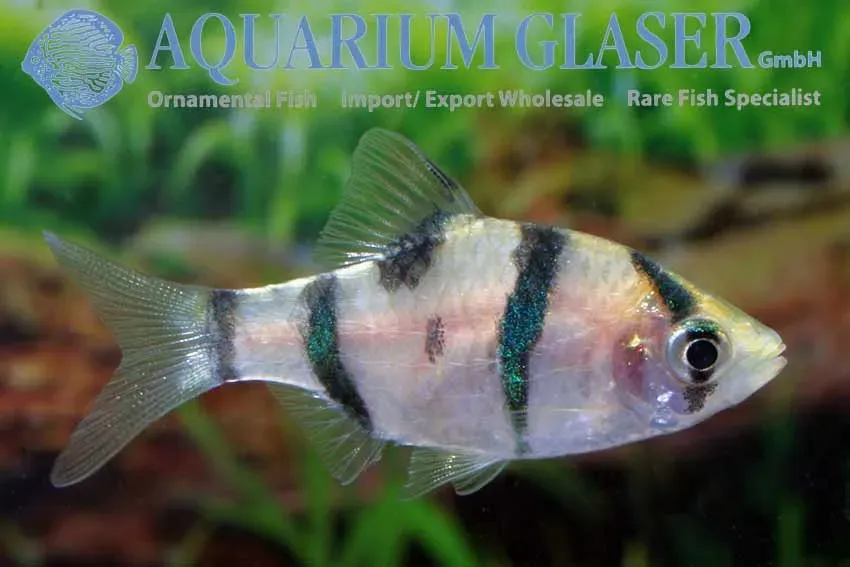 Näsets Ciklidhobby Five banded barb akvariefisk md stim