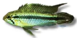 Näsets Ciklidhobby Agassizí dvärgciklid 3–4 cm Apistogramma