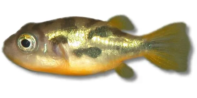 Näsets Ciklidhobby Tetraodon travancoricus kulfisk 0,5–1 cm
