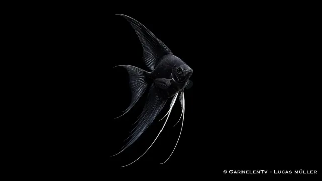 Garnelen TV skalar svart Pterophyllum scalare ciklid